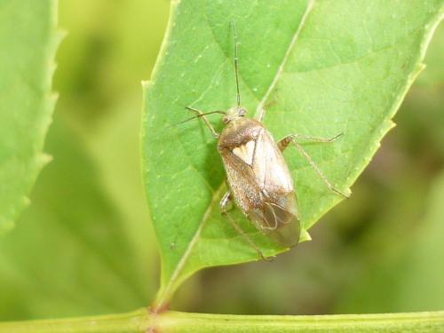 Réf. 243 311 : Lygus rugulipennis